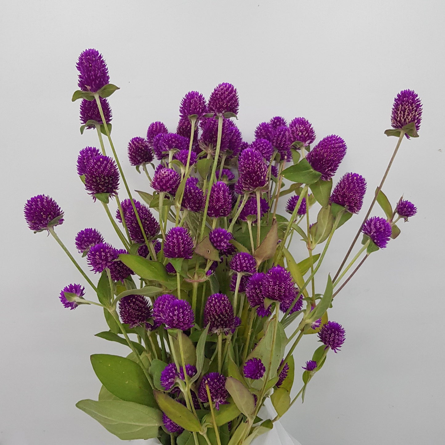 Gomphrena - Purple