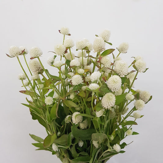 Gomphrena - White