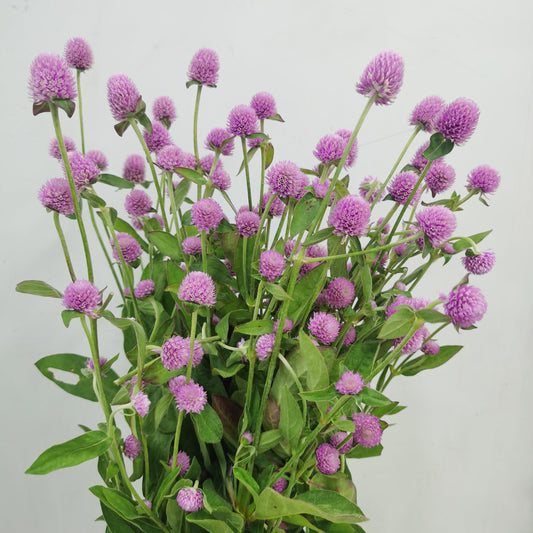 Gomphrena - Pink