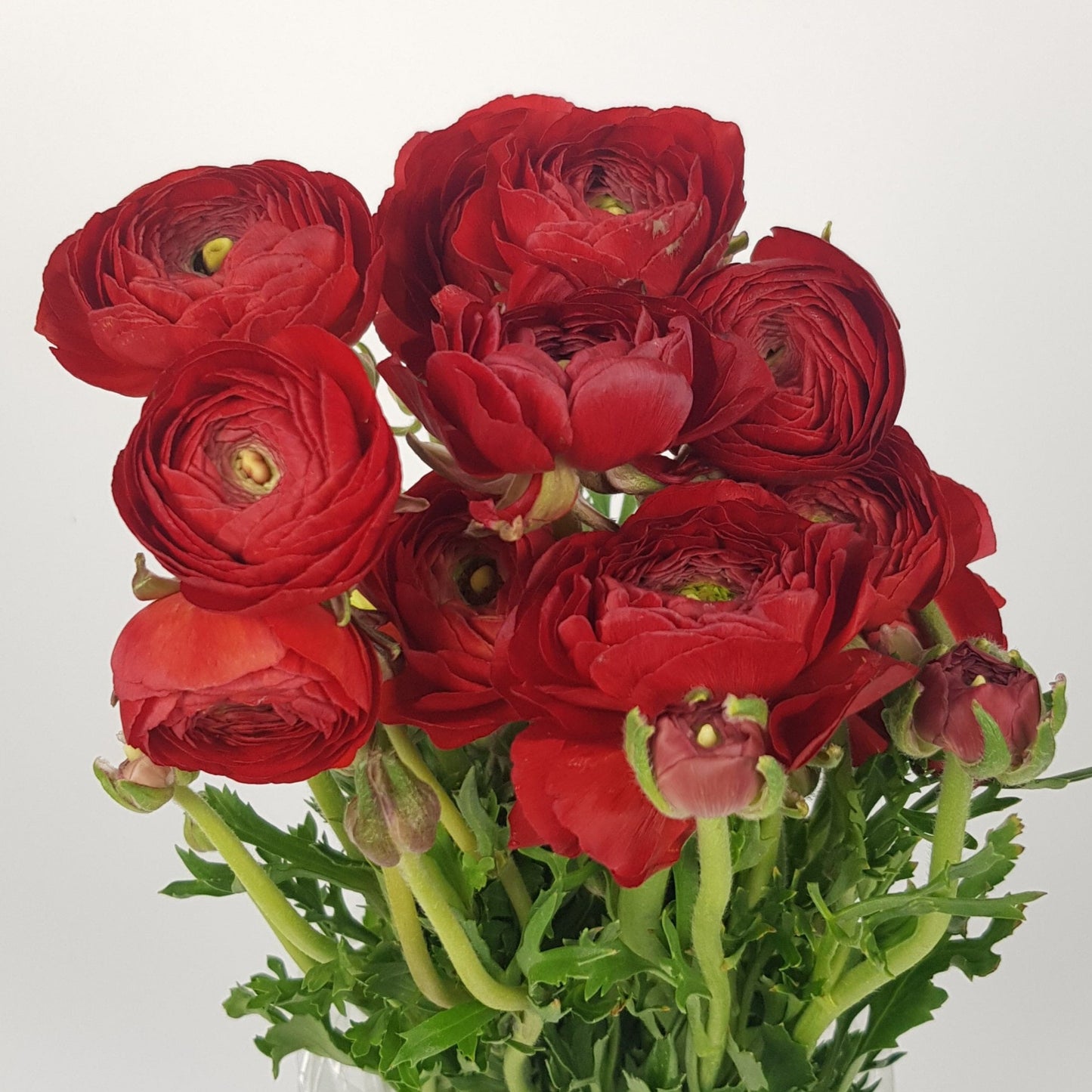 Ranunculus - Red