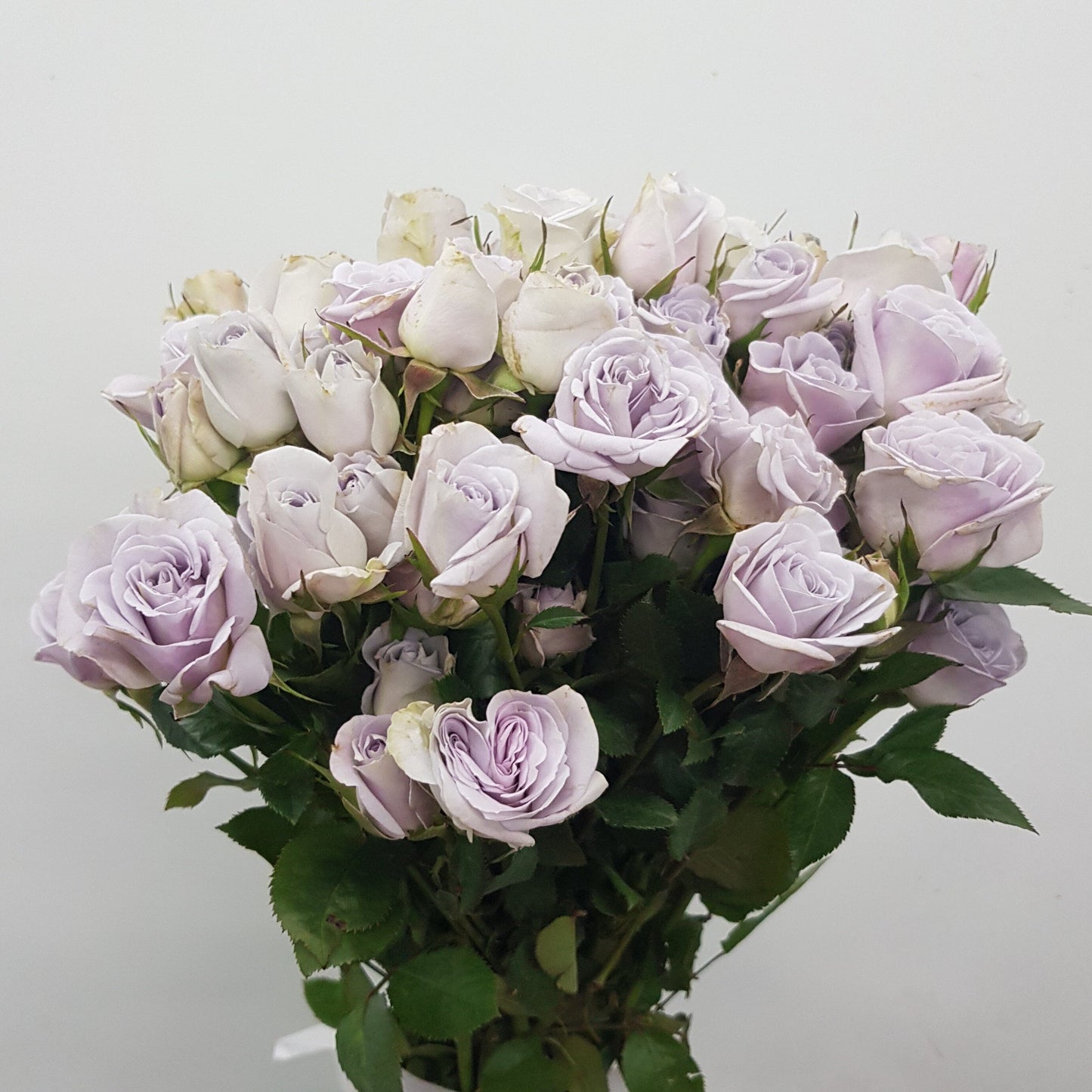 Spray Rose - Light Purple