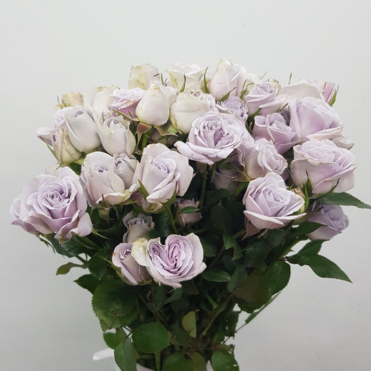 Spray Rose - Light Purple