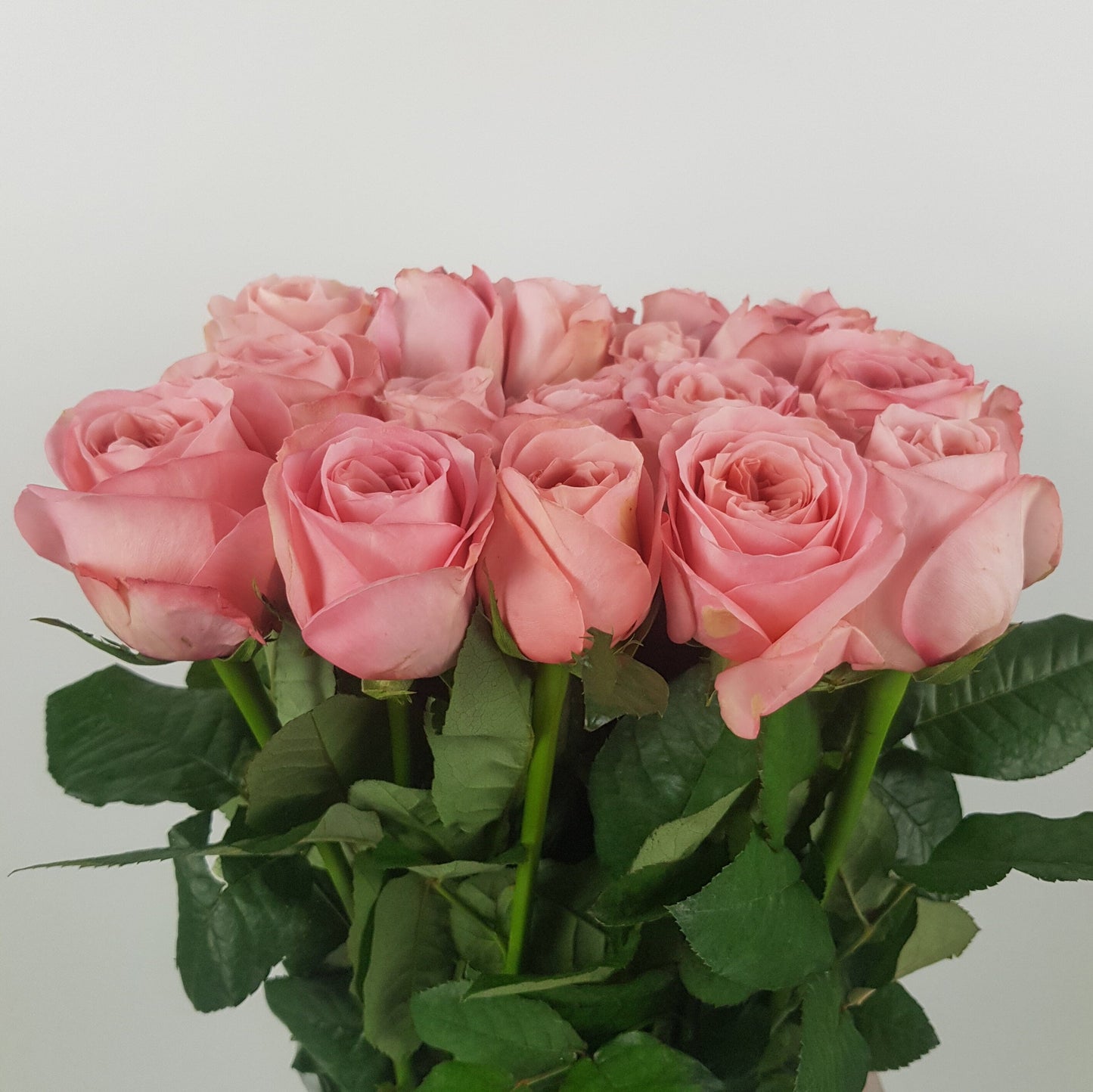 Rose - Pink (10 Stems)