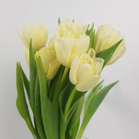 Tulip Double - Cream