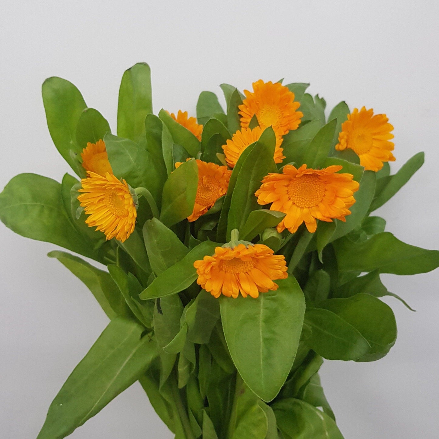 Calendula - Orange (5 Stems)