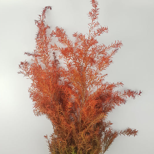 Callistemon Hydridus - Orange