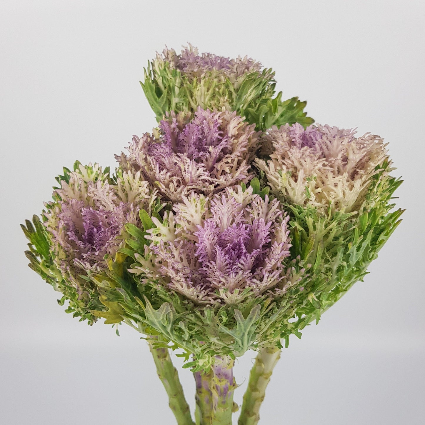 Kale - Purple 5 stems