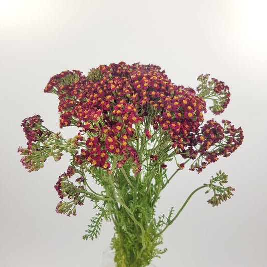 Achillea - Red