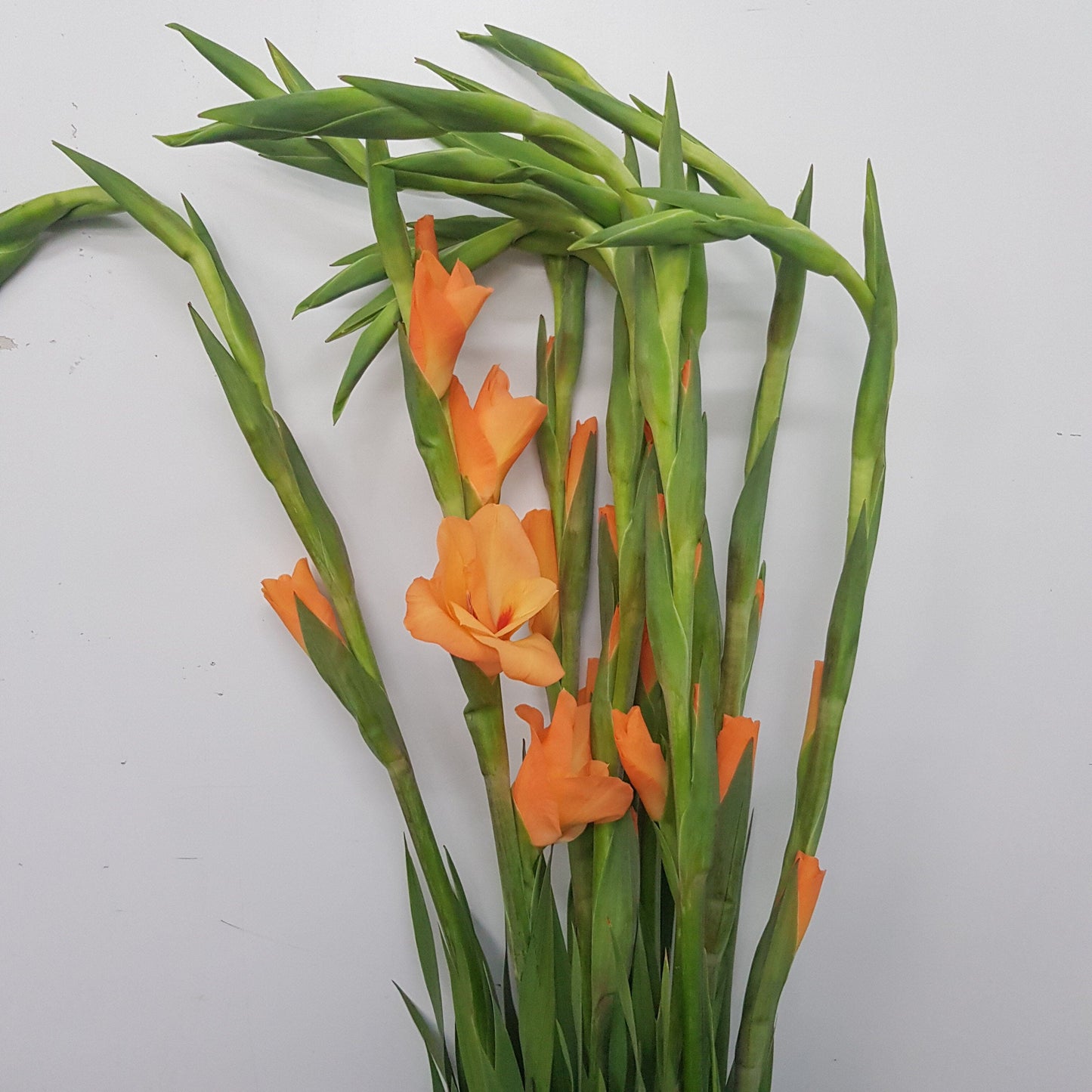 Gladioulus CNY  - Orange