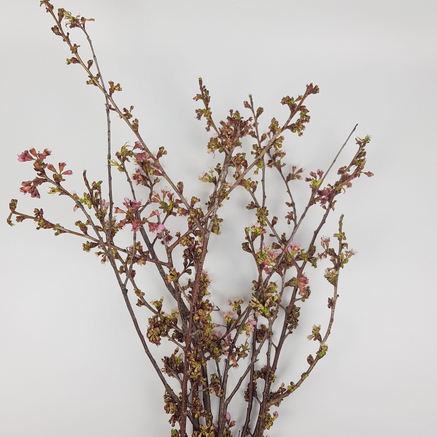 Cherry Blossom Branches (Sakura) - Pink