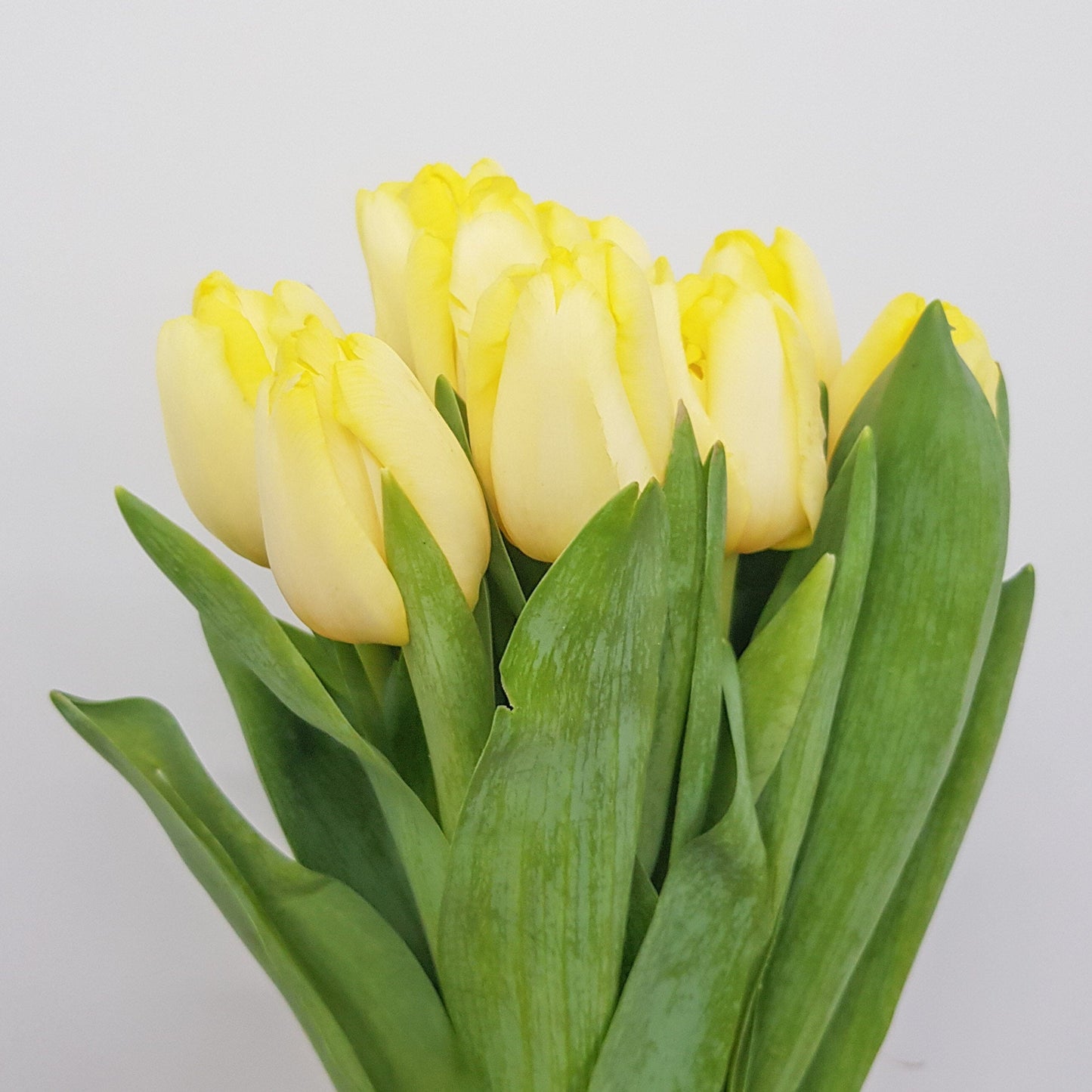 Tulip - Light Yellow