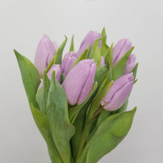 Tulip - Lilac