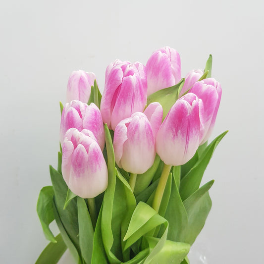 Tulip - 2 Tone White Pink