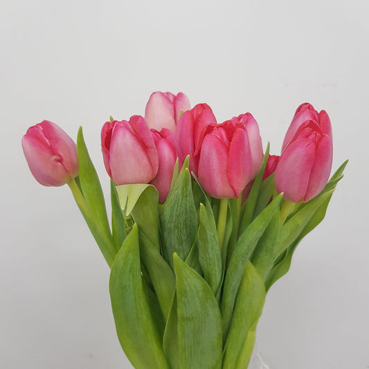 Tulip Cherry Red