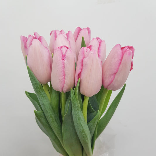 Tulip - Light Pink