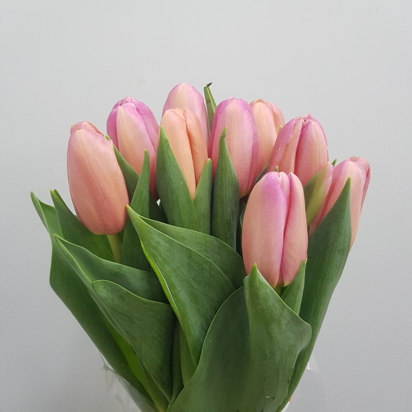 Tulip - 2 Tone Pink Peach