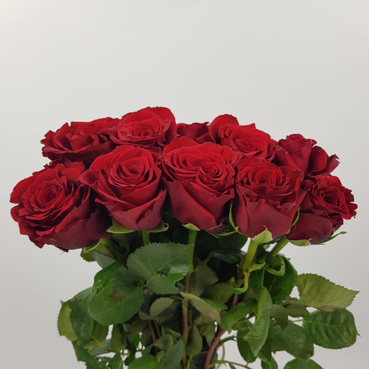 Rose 40cm Upper Class  - Red