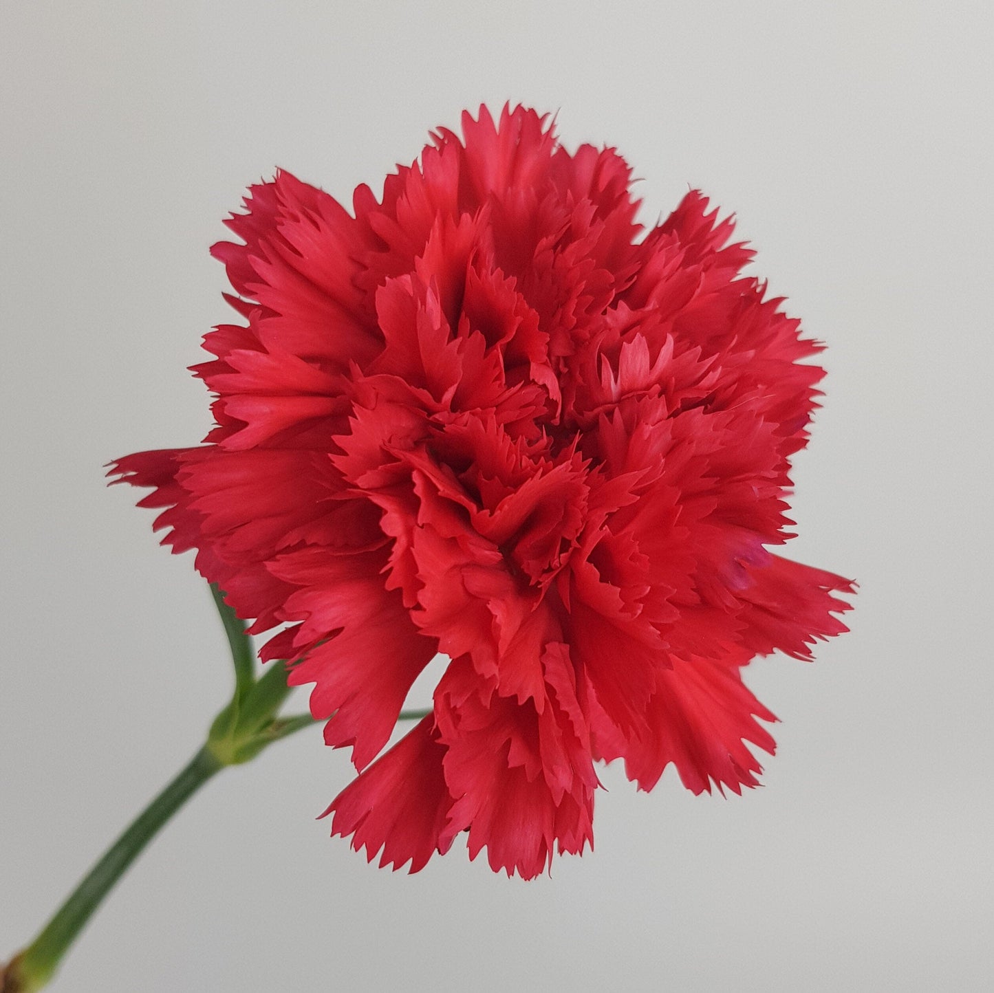 Carnations - Red