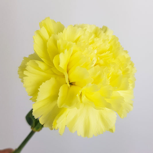 Carnations - Yellow