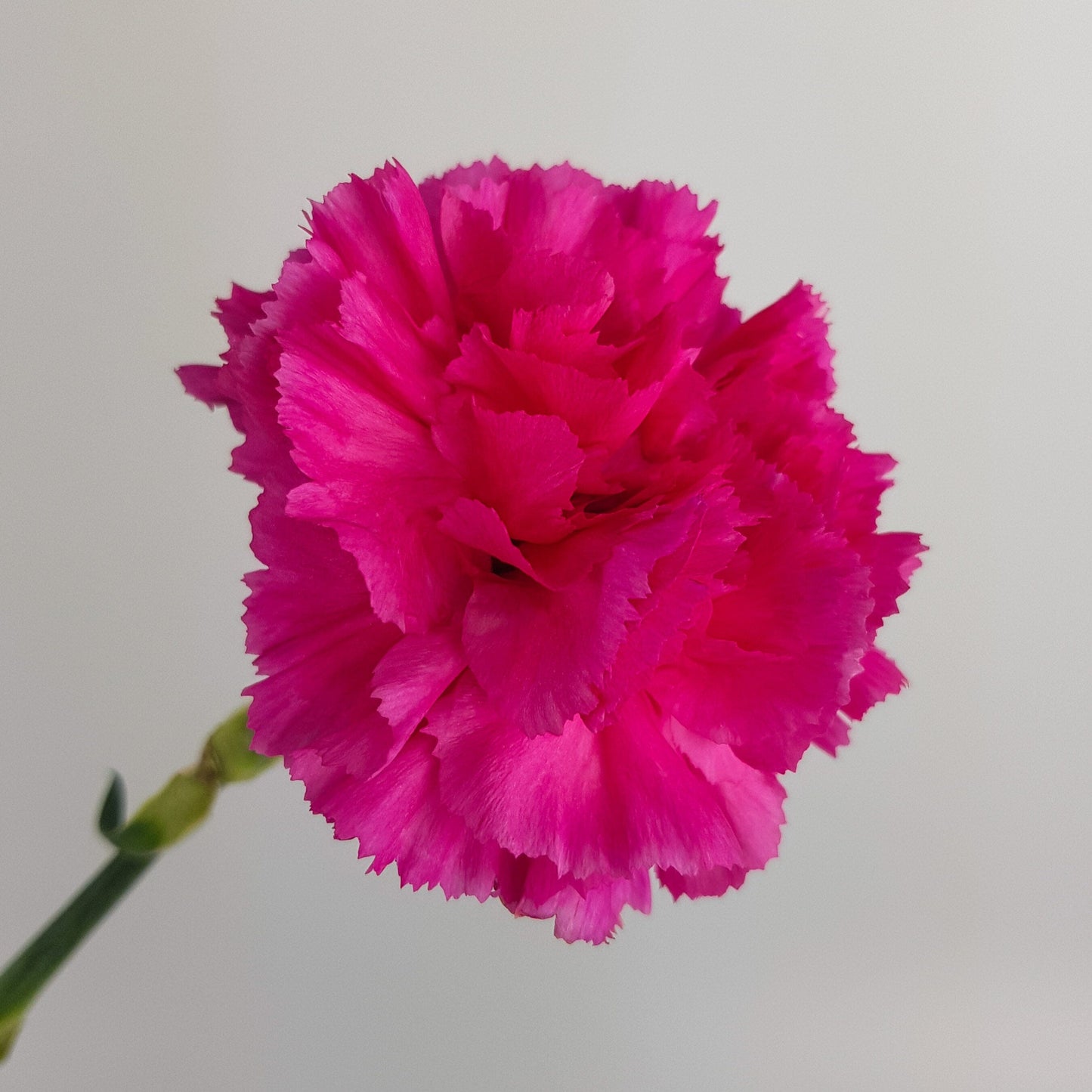 Carnations - Cherry Red