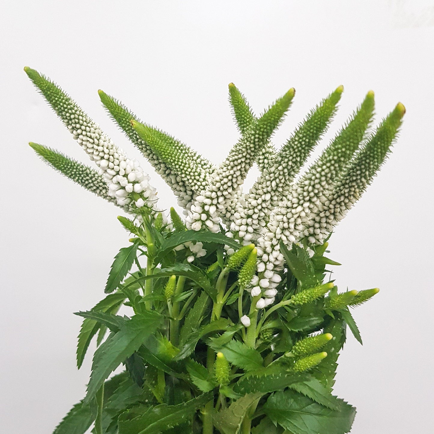 Veronica - White (5 Stems)