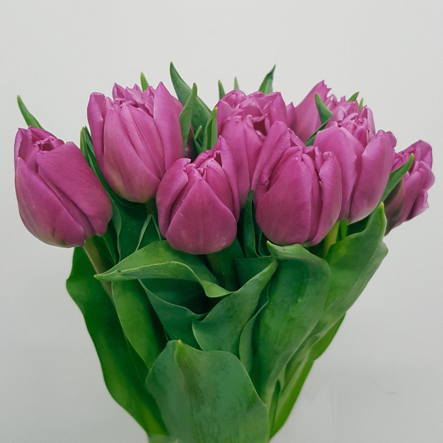 Tulip Double - Hot Pink