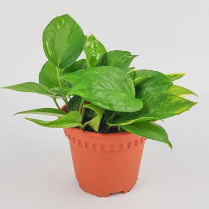 Epipremnum Money Plant | Floristika.com.my