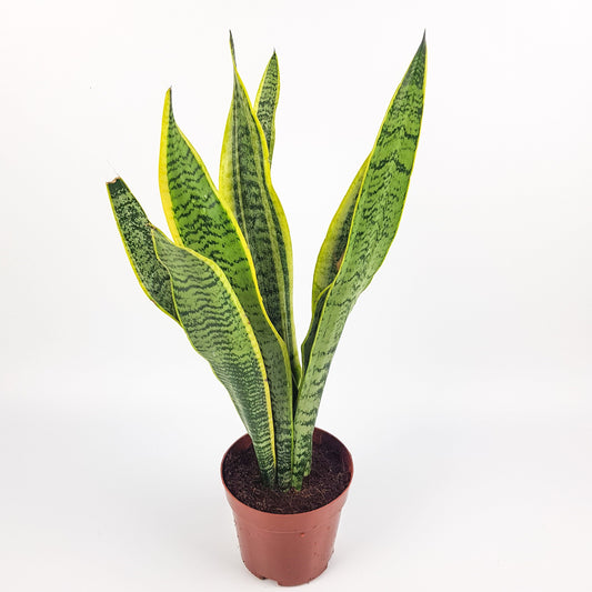 Sansevieria Laurentii (P140)