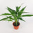 Dracaena Sanderiana - Green (P120)