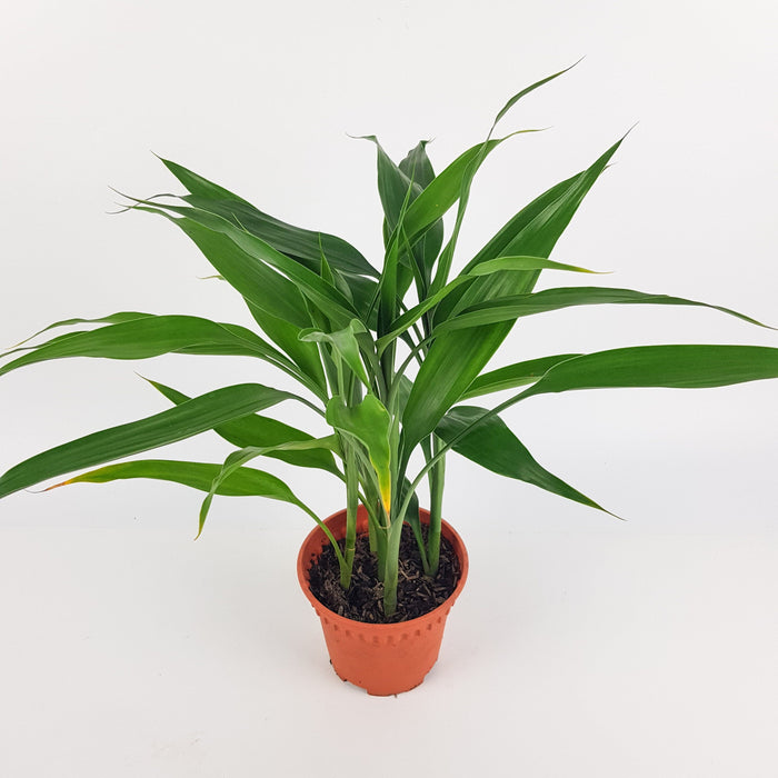 Dracaena Sanderiana - Green (P120)