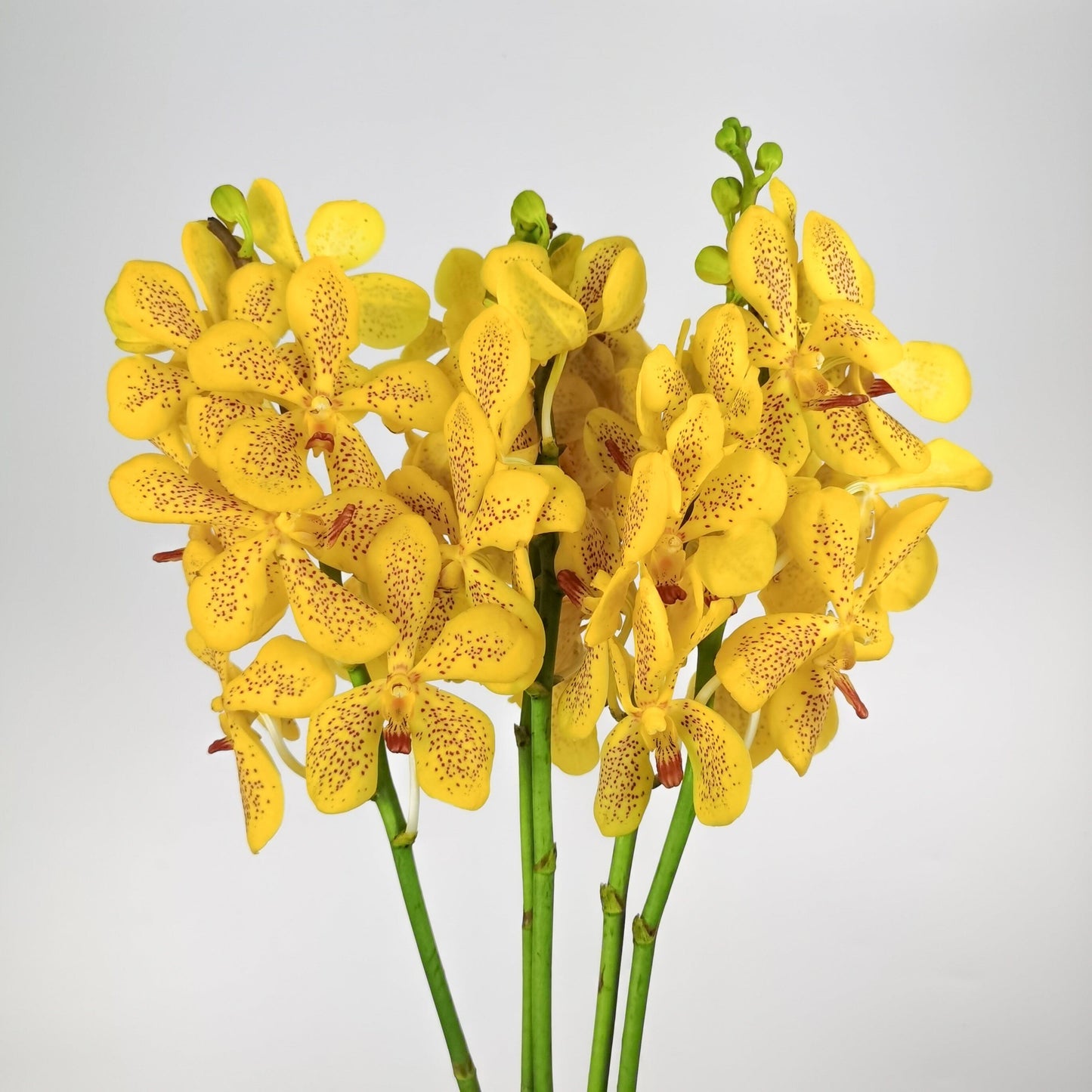 Orchid Mokara - Yellow