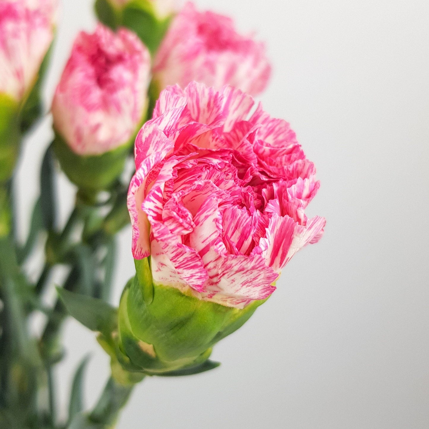 Carnations - White/Pink Line