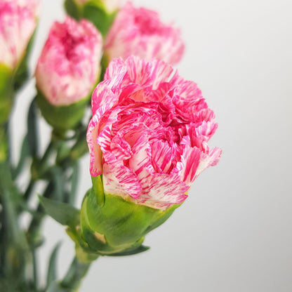 Carnations - White/Pink Line