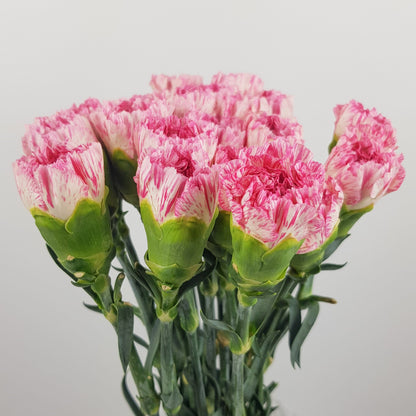 Carnations - White/Pink Line