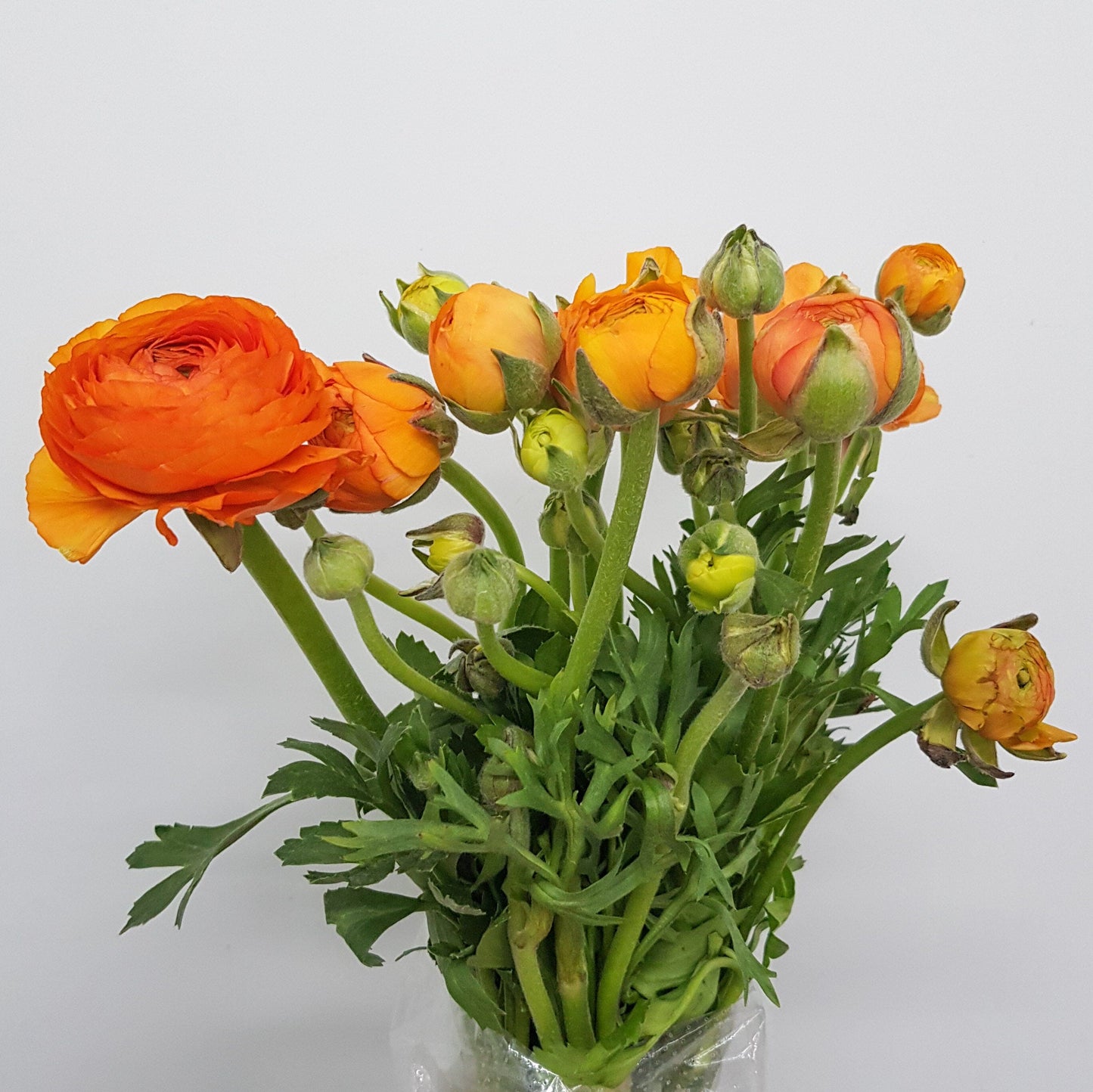 Ranunculus - Orange