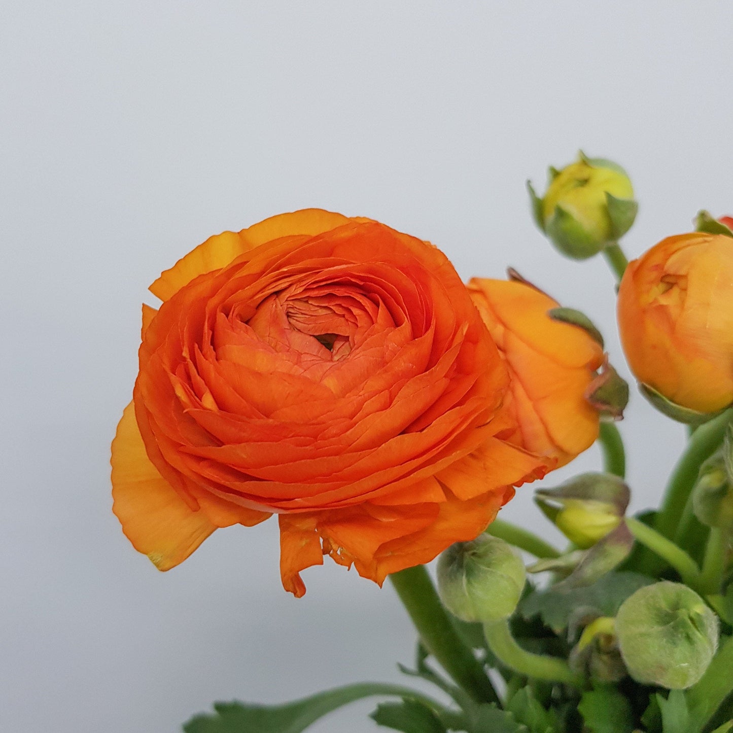 Ranunculus - Orange