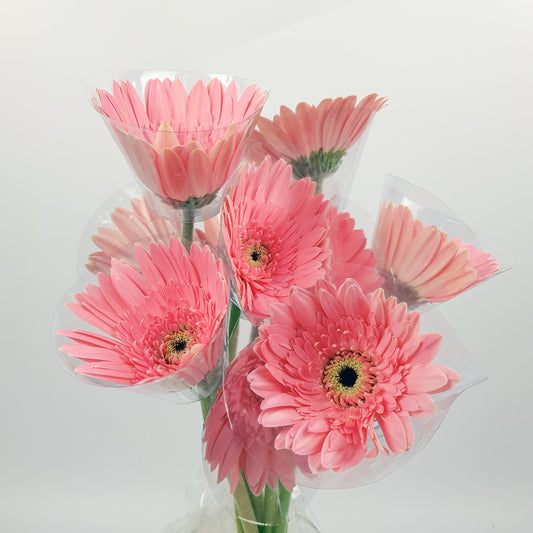 Gerbera - Light Pink