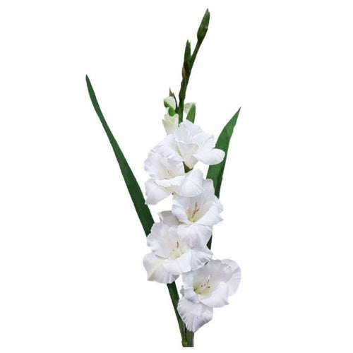 Gladiolus  - Mix