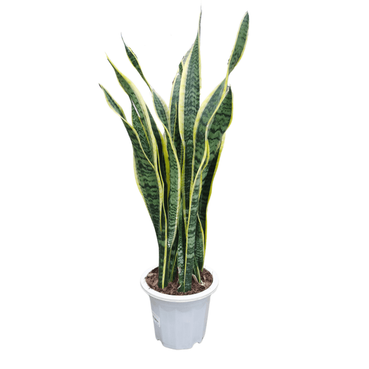 Pot Sansevieria Laurentii P250- 2 Tone Green Yellow