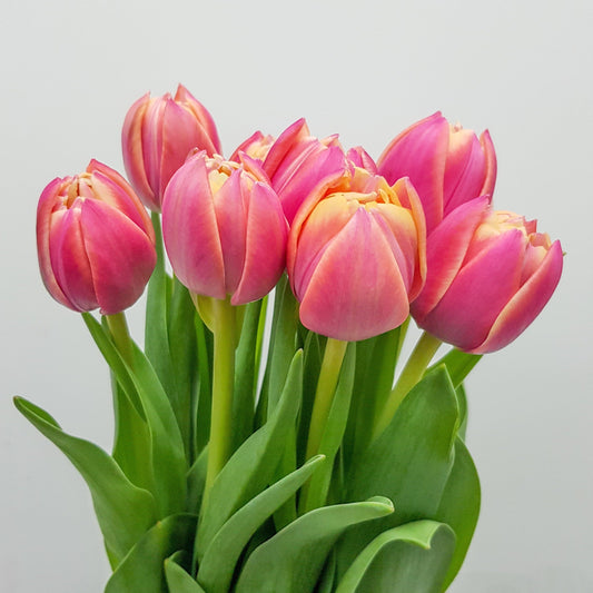 Tulip Double - 2 Tone Pink