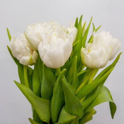 Tulip Double - White