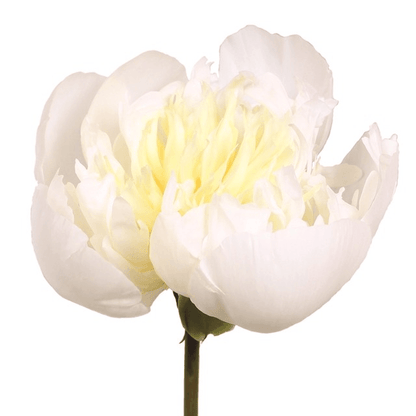 Peony Duchess De Nemours - White (5 Stems)