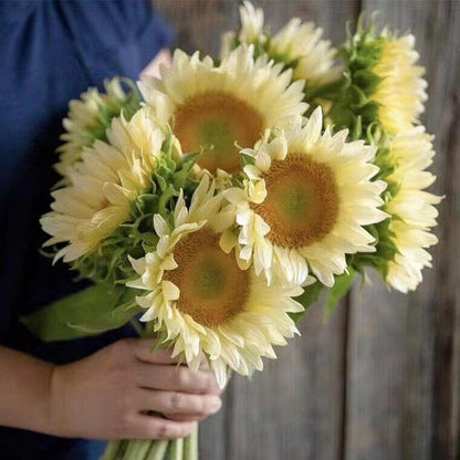 Helianthus Sunflower - Pale Yellow ( 5 Stems )