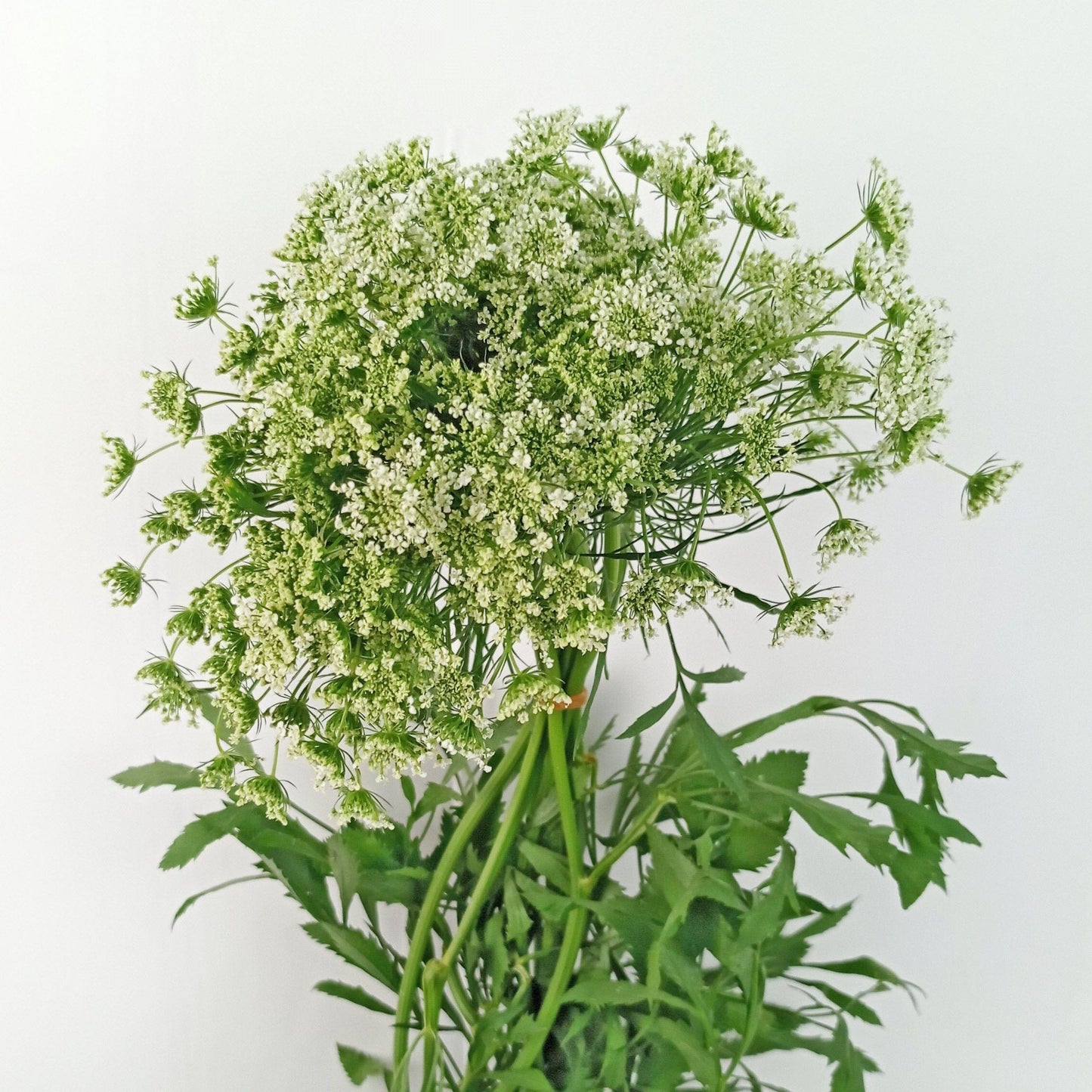 Ammi Majus - Green White