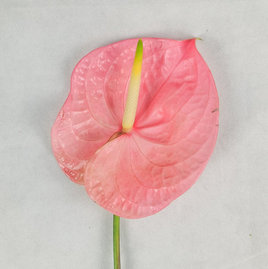 Anthurium - Pink