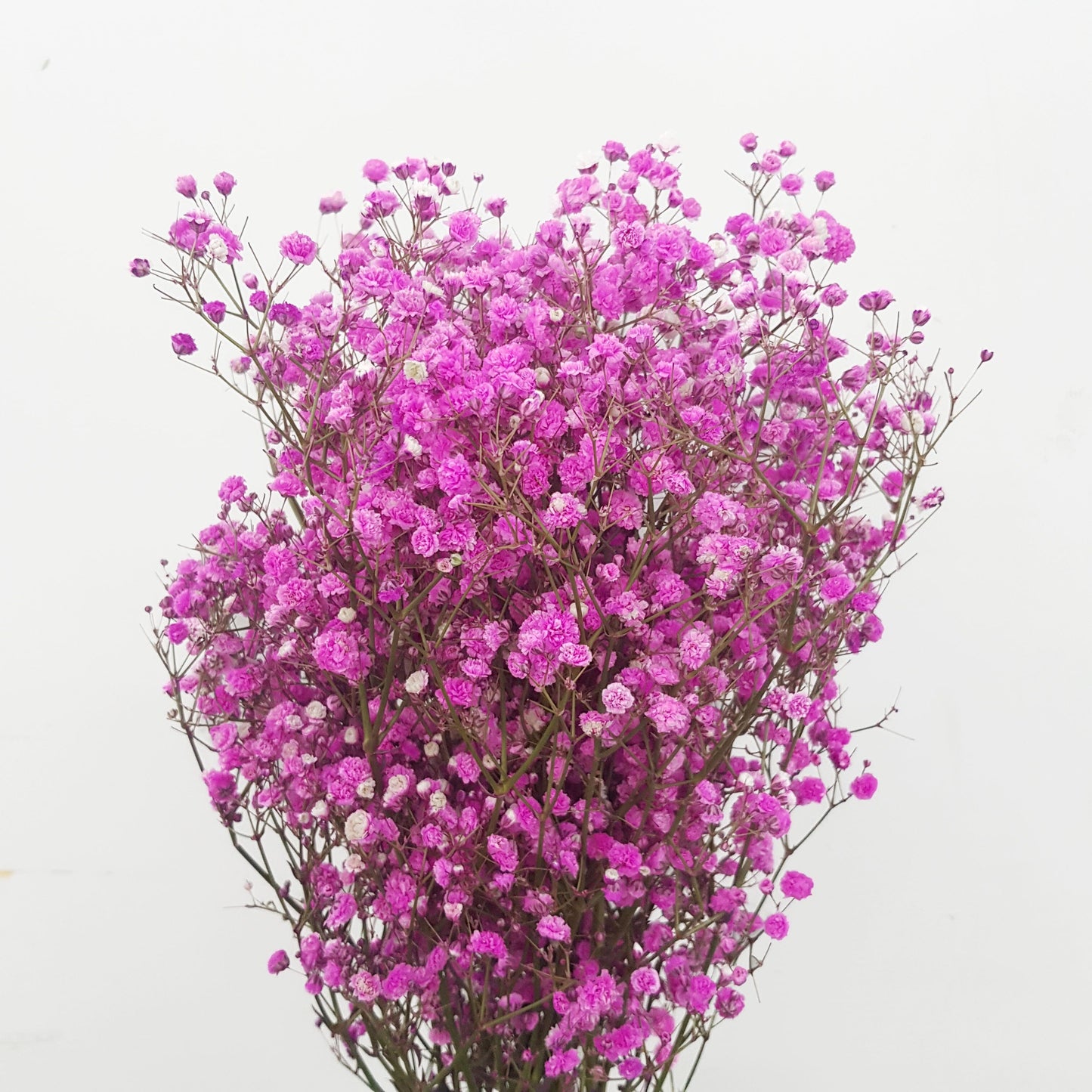 Gypsophila Million Star  - Shocking Pink