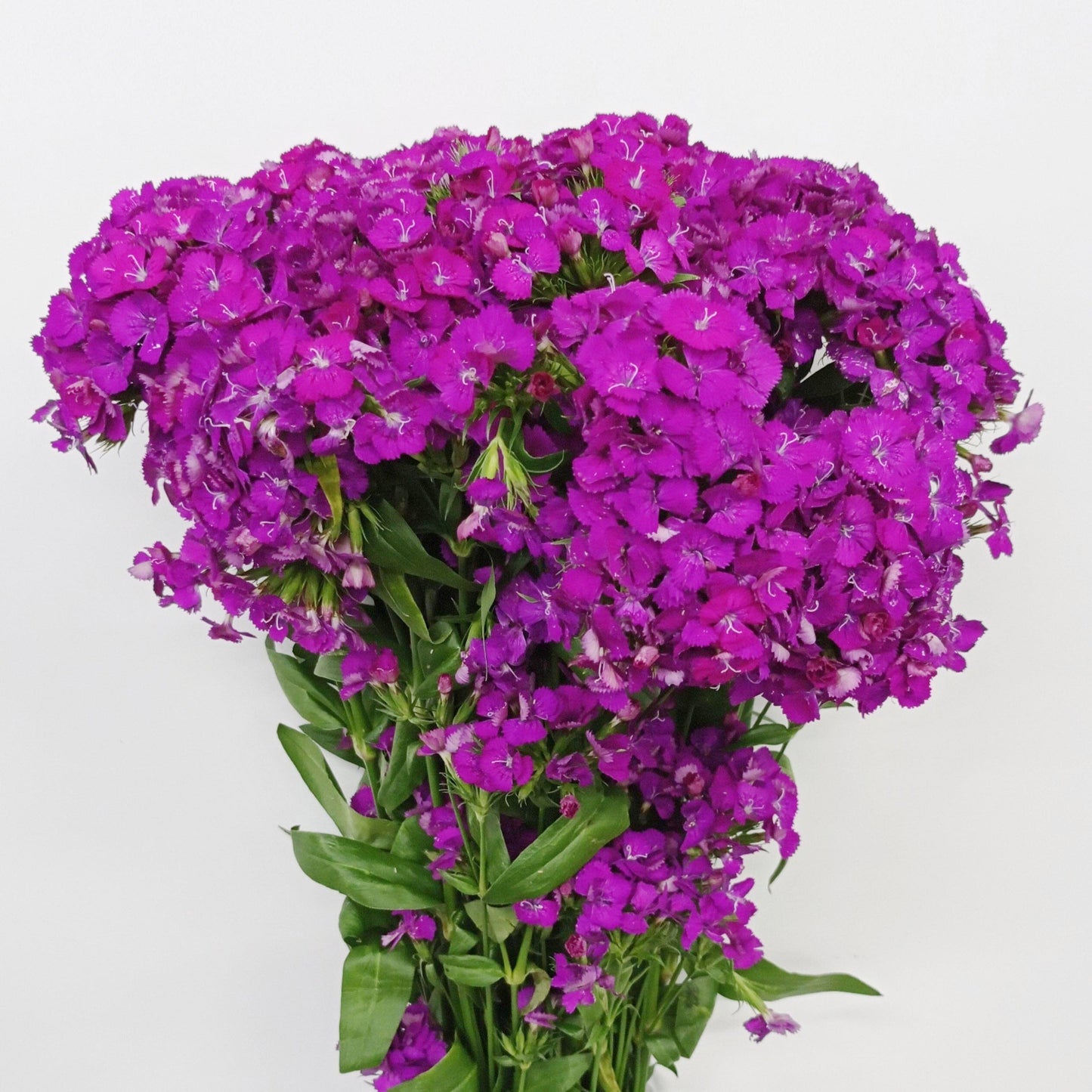 Barbatus Dianthus - Purple