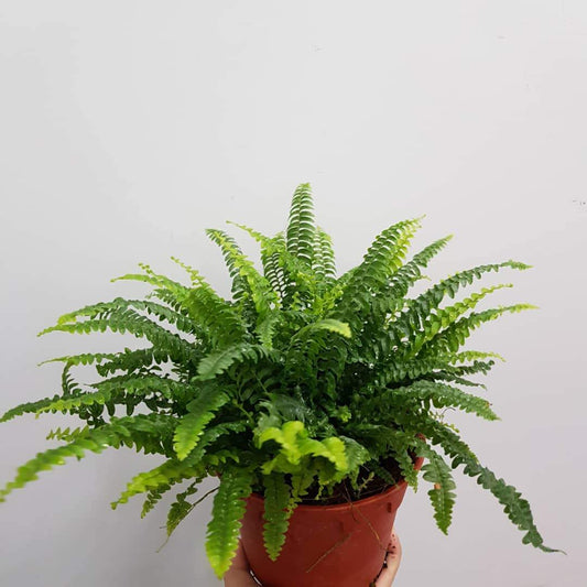 Pot Boston Fern P150