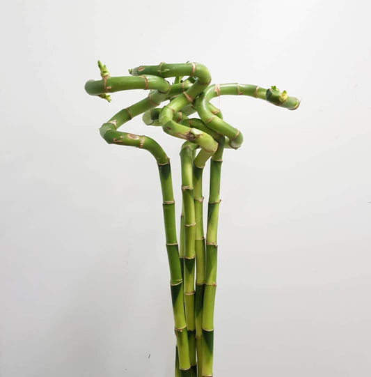 Curly Bamboo - 80 CM