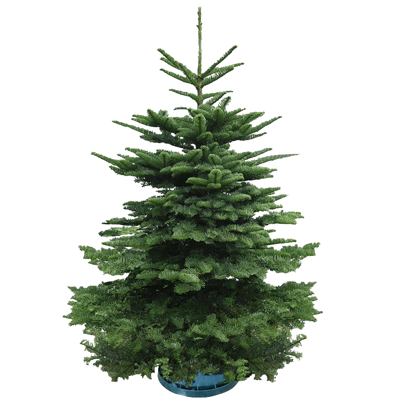 [Pre-Order] Real Christmas Tree (12/13 ft.) - Premium Grade Noble Fir